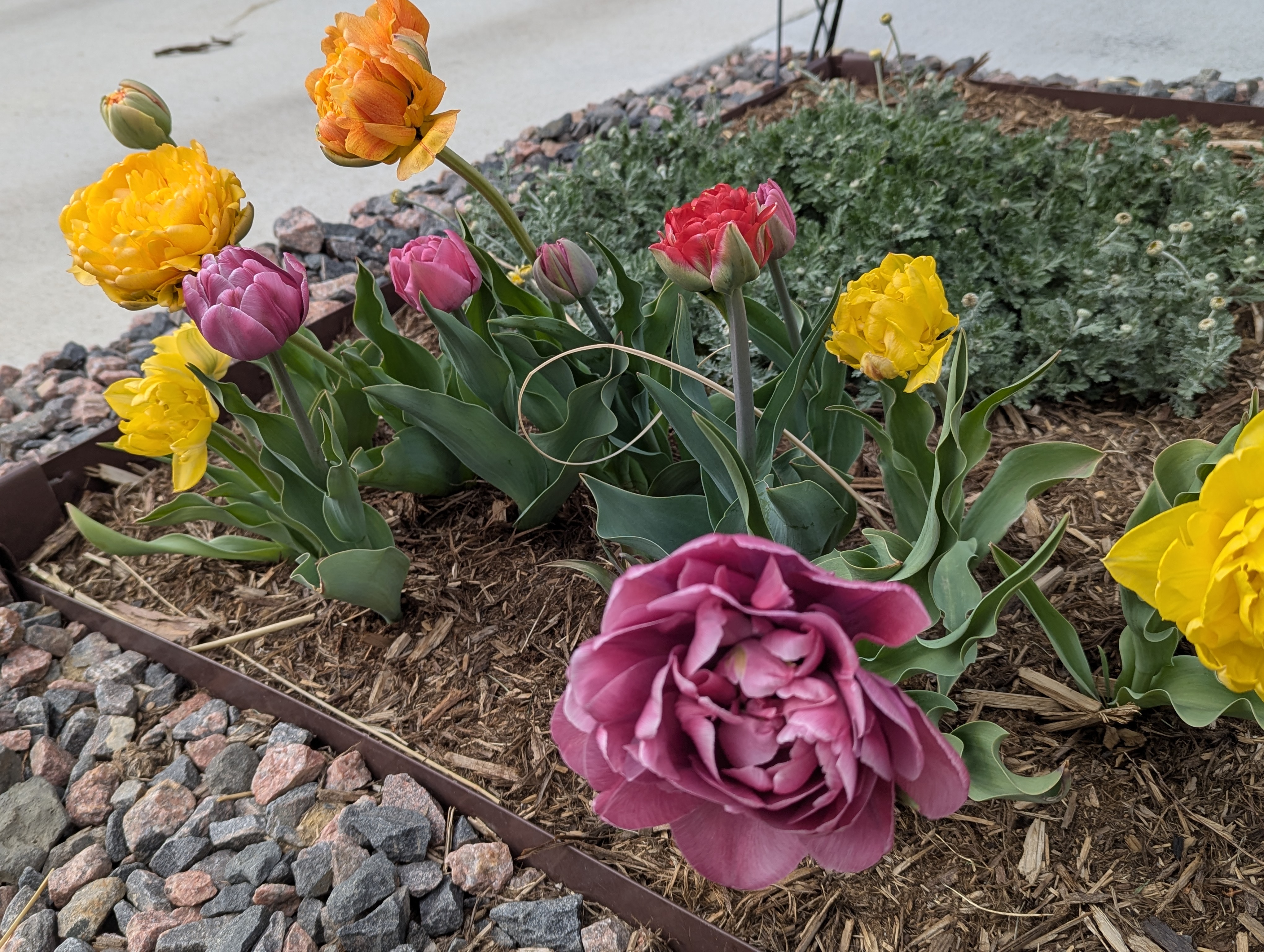 Garden, Flowers, Morrison, Colorado